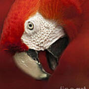 Parrot Portrait Poster