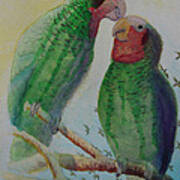 Parrots Paradise Poster