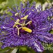 Passion Flower Poster