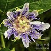 Passionflower In Blueberry Patch Poster