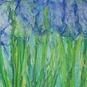 Pastel Irises Poster