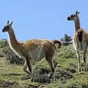 Patagonian Guanacos Poster