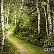 Path In Birch Forest Poster