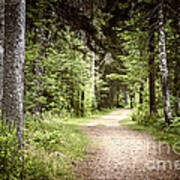 Path In Green Forest Poster