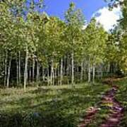 Path Through The Aspens In Colorado Poster