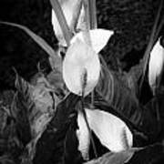 Peace Lily Or Spath Lily Bw Poster