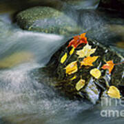 Peacham Brook In Fall Poster