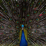 Peacock - Looking At You Poster