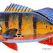 Peacock Bass Poster