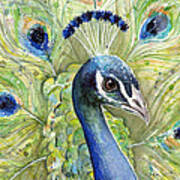 Peacock Watercolor Portrait Poster