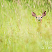 Peek A Boo Deer Poster