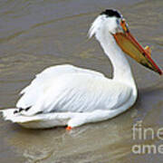 Pelecanus Eerythrorhynchos Poster