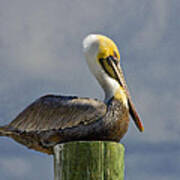 Pelican At Rest Poster