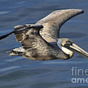 Pelican Flying Over Water Poster