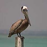 Pelican Perched On A Piling Poster