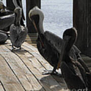 Pelicans Dockside Poster