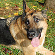 Pensive German Shepherd Poster