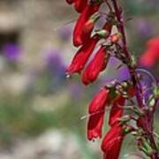 Penstemon Poster