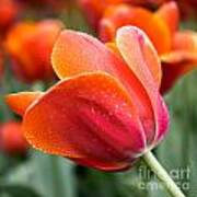 Persimmon Tulip Poster