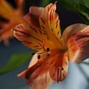 Peruvian Lily Poster