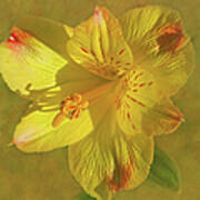 Peruvian Lily Poster