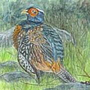 Pheasant Common Male Poster