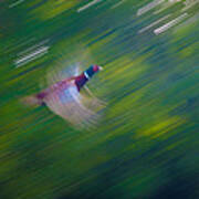 Pheasant Flight Poster