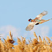 Pheasant Fly By Poster