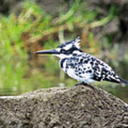 Pied Kingfisher Poster
