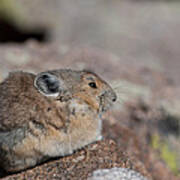 Pika In The Sun Poster