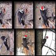 Pileated Woodpecker Poster