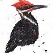 Pileated Woodpecker Watercolor Poster