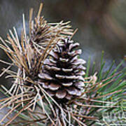 Pine Cone 20120415_11a Poster