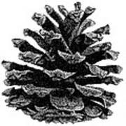 Pine Cone Poster