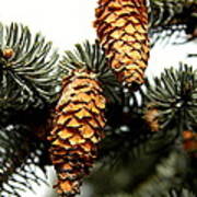 Pine Cones Poster