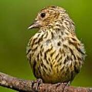 Pine Siskin With Yellow Coloration Poster