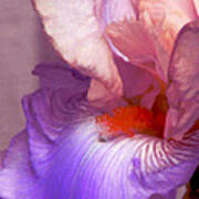 Pink And Purple Bearded Iris Poster