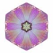 Pink And White Hibiscus Moscheutos I Flower Mandala White Poster