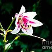Pink And White Lily Poster
