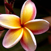 Pink And Yellow Plumeria Poster