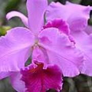 Pink Beauty Orchid Poster