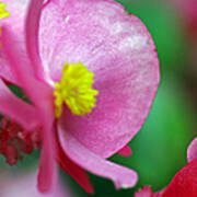 Pink Begonia Poster
