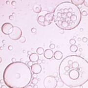Pink Bubbles Of Oil And Water Poster