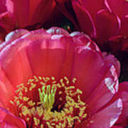Pink Cactus Flower Bouquet Poster