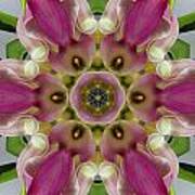 Pink Calla Lily Flower Mandala Poster