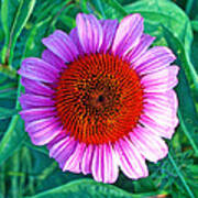 Pink Daisy By Jan Marvin Poster