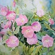 Pink Evening Primrose Poster