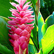 Pink Ginger Poster