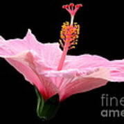Pink Hibiscus On Black Background Poster