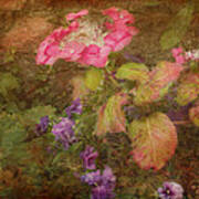 Pink Hydrangea And Purple Pansies Poster